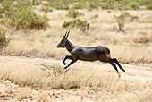 AFW 37 MC0001 01
Waterbuck Running Through Samburu Game Reserve, Kenya