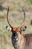 AFW 37 MH0001 01
Portrait Of Defassa Waterbuck Standing In Plains Kenya