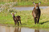 AFW 37 RW0001 01
Defassa Waterbuck Mother And Baby Standing By Watering Hole Kenya