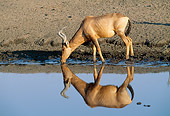 AFW 38 MH0002 01
Red Hartebeest Drinking From Watering Hole Profile