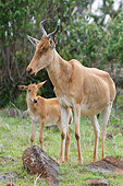 AFW 38 NE0001 01
Coke's Hartebeest Mother And Calf Standing On Savanna Kenya