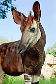 AFW 44 MH0001 01
Close-Up Of Okapi Standing On Grass Congo