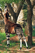 AFW 44 MH0002 01
Okapi Eating Leaves Off Tree With Tongue Congo