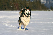 DOG 01 RK0098 09
Alaskan Malamute Running On Snow