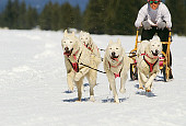 DOG 01 RK0150 01
Siberian Huskies Running On Snow Pulling Sled