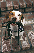 DOG 02 RK0055 03
Jack Russell Terrier