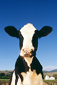 COW 02 RK0002 59
Wide Angle Head Shot Of Dairy Cow Facing Camera Blue Sky