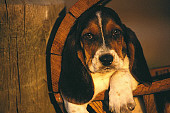 PUP 01 RK0032 05
Basset Hound Puppy Laying In Round Wooden Crate