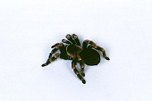 INS 04 RK0001 08
Orange Knee Tarantula (Brachypelma Smithi) On White Seamless Background