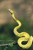 REP 01 RK0043 01
Greentree Python.