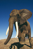ELE 01 RK0016 05
Wide Angle Shot Of Elephant On Dirt