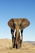 ELE 01 RK0017 03
Elephant Walking Towards Camera On Dirt Blue Sky