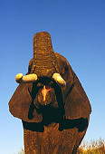 ELE 01 RK0018 02
Head Shot Of Elephant With Trunk Up Showing Tongue Blue Sky
