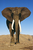 ELE 01 RK0024 09
African Elephant Walking On Dirt