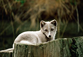 ARC 01 BA0001 01
Arctic Fox Laying On Stump