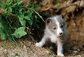 ARC 01 BA0002 01
Arctic Fox Pup Standing In Brush