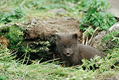 ARC 01 BA0003 01
Arctic Fox Pup Sitting In Brush