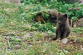 ARC 01 BA0004 01
Arctic Fox Pup Sitting In Brush