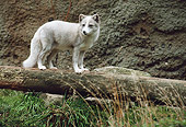 ARC 01 BA0005 01
Arctic Fox Standing On Log Profile
