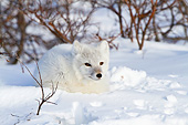 ARC 01 DA0001 01
Arctic Fox Laying In Snow At Churchill Wildlife Management Area, Canada