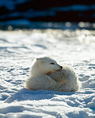 ARC 01 JZ0001 01
Portrait Of Arctic Fox Laying In Snow