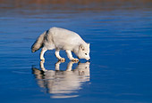 ARC 01 KH0001 01
Arctic Fox Walking On Iced Lake