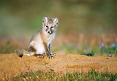ARC 01 KH0002 01
Arctic Fox Kit Sitting On Dirt