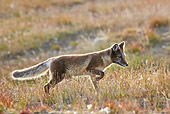 ARC 01 KH0003 01
Arctic Fox Female Walking Through Tundra Svalbard