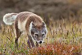 ARC 01 KH0004 01
Arctic Fox Female Hunting In Tundra Svalbard