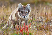 ARC 01 KH0005 01
Close-Up Of Arctic Fox Female Standing In Tundra Svalbard