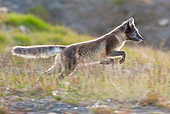 ARC 01 KH0006 01
Close-Up Of Arctic Fox Female Running Through Tundra Svalbard