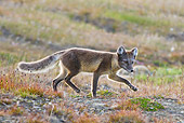 ARC 01 KH0007 01
Arctic Fox Female Trotting Through Tundra Svalbard