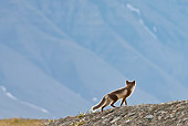 ARC 01 KH0008 01
Arctic Fox Female Walking Up Rocky Hill Svalbard