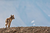 ARC 01 KH0009 01
Arctic Fox Female Standing On Rocky Hill Svalbard