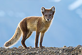 ARC 01 KH0010 01
Arctic Fox Female Standing On Rocky Hill Svalbard