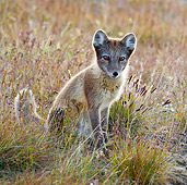 ARC 01 KH0011 01
Arctic Fox Female Sitting In Tundra Svalbard