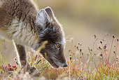ARC 01 KH0012 01
Close-Up Of Arctic Fox Female Hunting In Tundra Svalbard