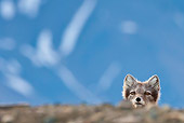 ARC 01 KH0013 01
Arctic Fox Female Peeking Over Hill Svalbard