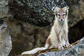 ARC 01 KH0014 01
Arctic Fox Pup Sitting On Rocks Svalbard