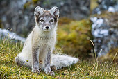 ARC 01 KH0015 01
Arctic Fox Pup Sitting On Tundra Svalbard
