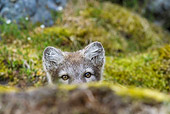 ARC 01 KH0016 01
Arctic Fox Pup Peeking Out From Behind Rock On Tundra Svalbard