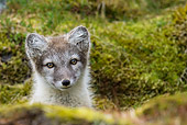 ARC 01 KH0017 01
Arctic Fox Pup Peeking Out From Behind Rock On Tundra Svalbard