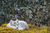 ARC 01 KH0018 01
Arctic Fox Pup Laying On Tundra In Rain Svalbard