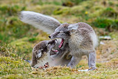 ARC 01 KH0019 01
Two Arctic Fox Pups Play Fighting On Tundra Svalbard
