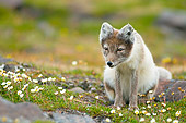 ARC 01 SK0009 01
Arctic Fox Sitting On Tundra With Wildflowers