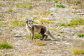 ARC 01 SK0010 01
Arctic Fox Standing On Tundra