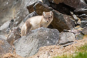 ARC 01 SK0011 01
Arctic Fox Standing On Rocks In Tundra