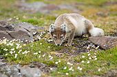 ARC 01 SK0012 01
Arctic Fox Crouching On Tundra With Wildflowers