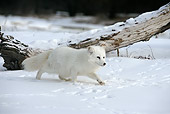 ARC 01 WF0001 01
Arctic Fox In Winter Coat Walking On Snow
