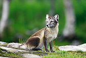 ARC 01 WF0002 01
Arctic Fox In Summer Coat Sitting On Mossy Log